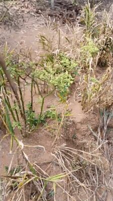 WhatsApp Video 2025-06-10 at 22.48.42