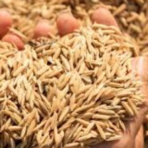 Profile photo of Darwis Yunus