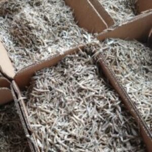 Profile photo of Any Setyorini